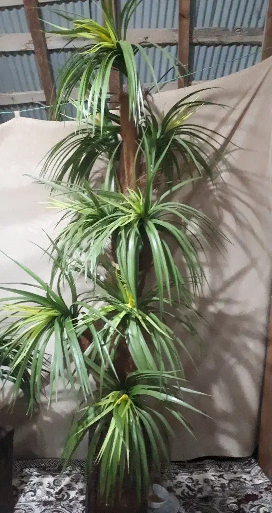 گل مصنوعی واسه دکور خانه، اتاق|گل مصنوعی|آستانه اشرفیه, |دیوار