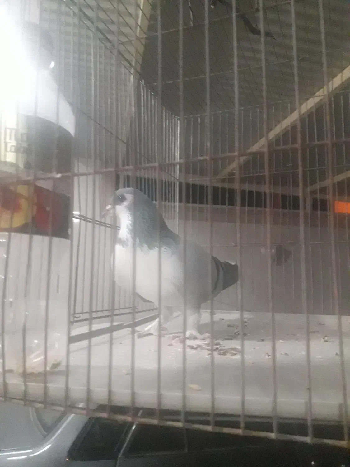 کبوتری|پرنده|برخوار, |دیوار