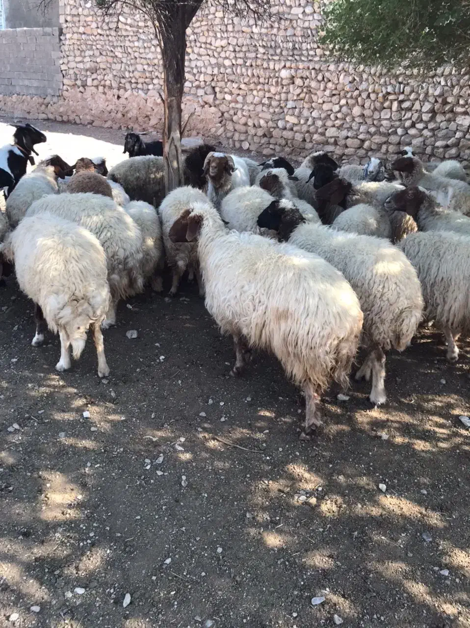 گوسفند فروش|حیوانات مزرعه|آبدانان, |دیوار
