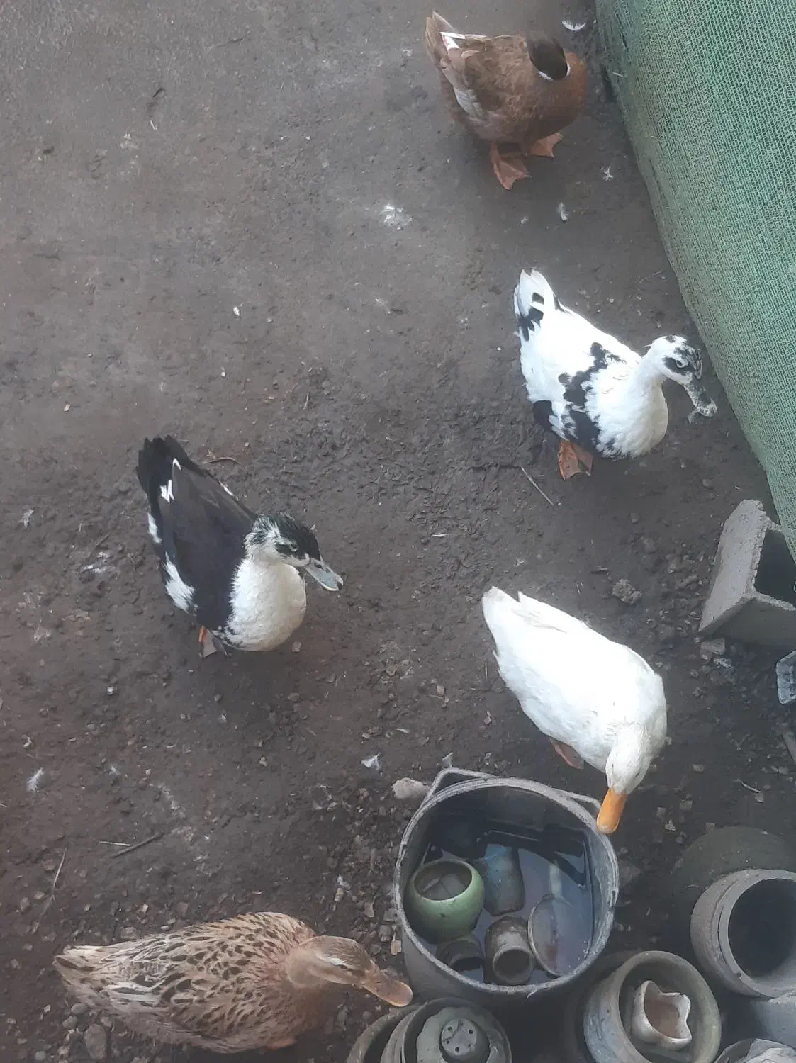 اوردک محلی|حیوانات مزرعه|لولمان, |دیوار