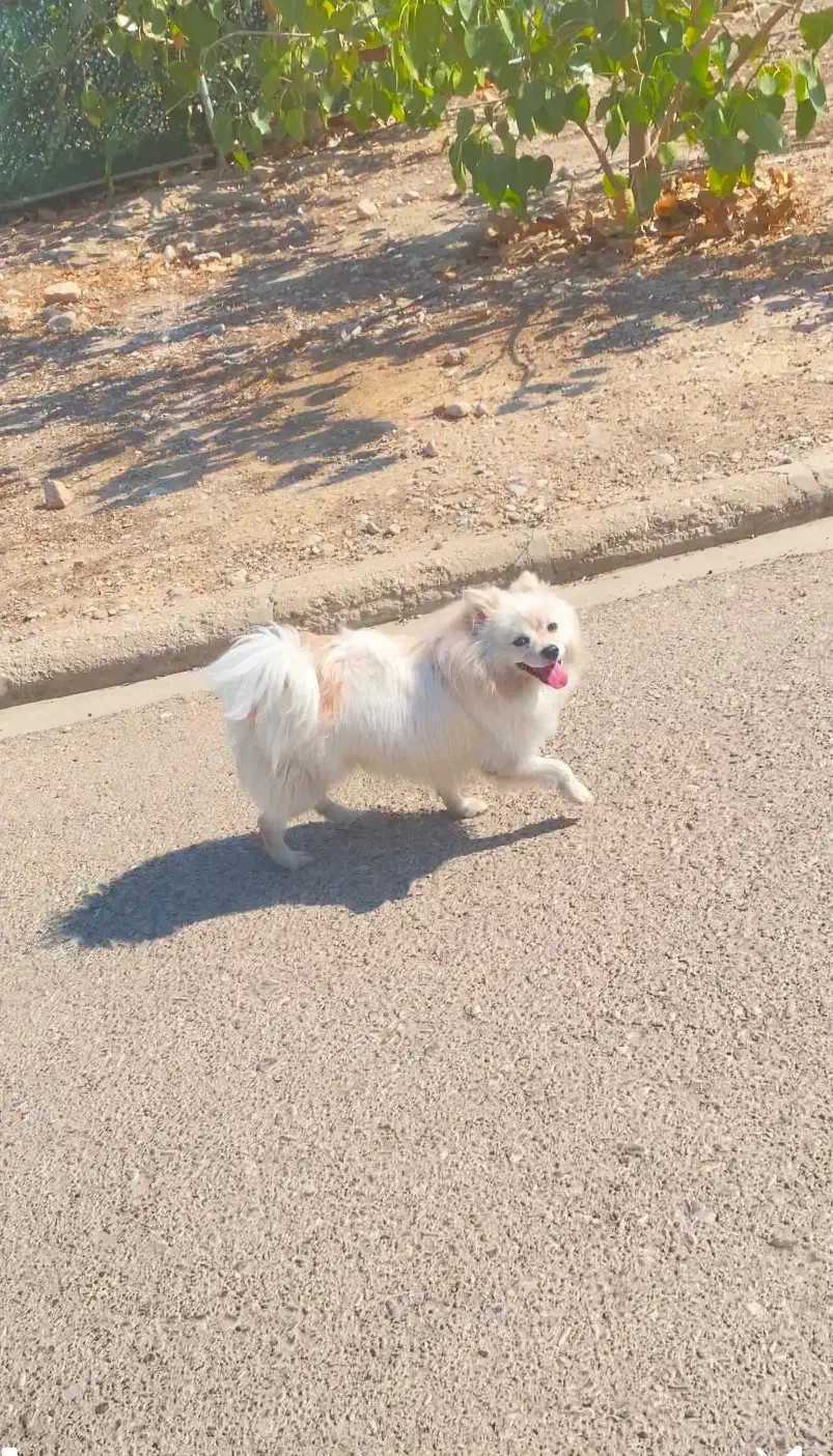 واگذری پامرجذاب|سگ|دوگنبدان, |دیوار