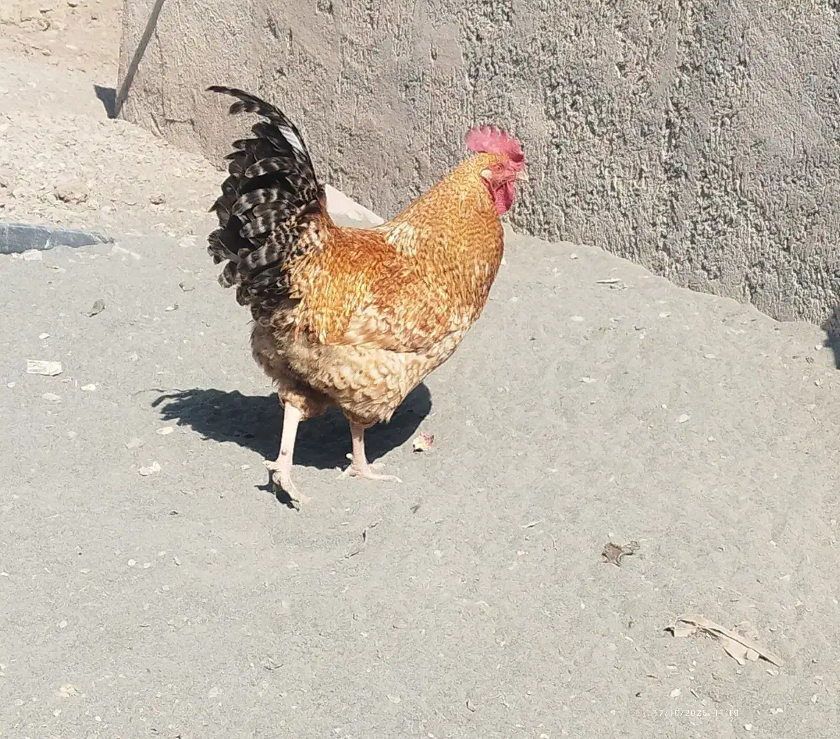 خروس گل با قالی|حیوانات مزرعه|سبزوار, توحیدشهر|دیوار