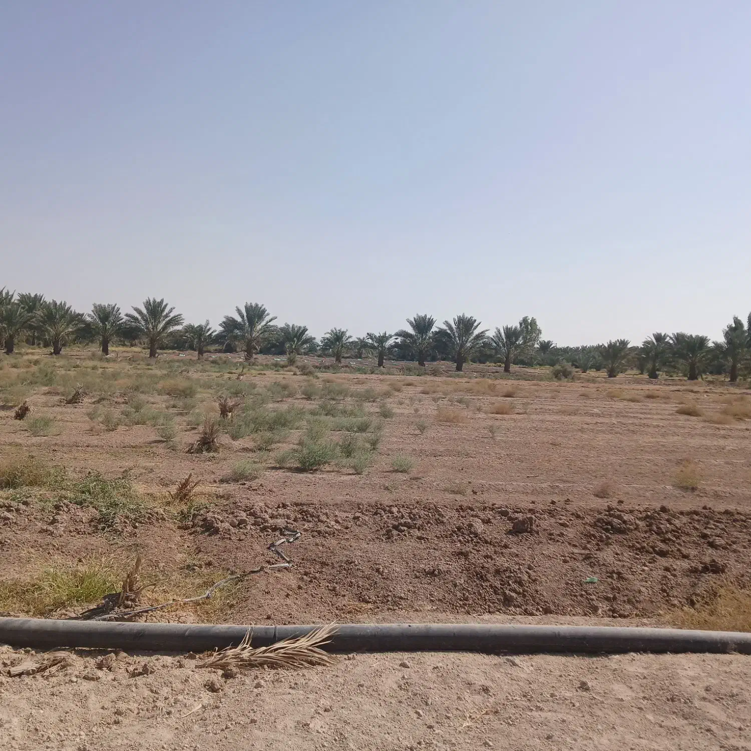 فروش زمین کشاورزی|فروش زمین و ملک کلنگی|عنبرآباد, |دیوار