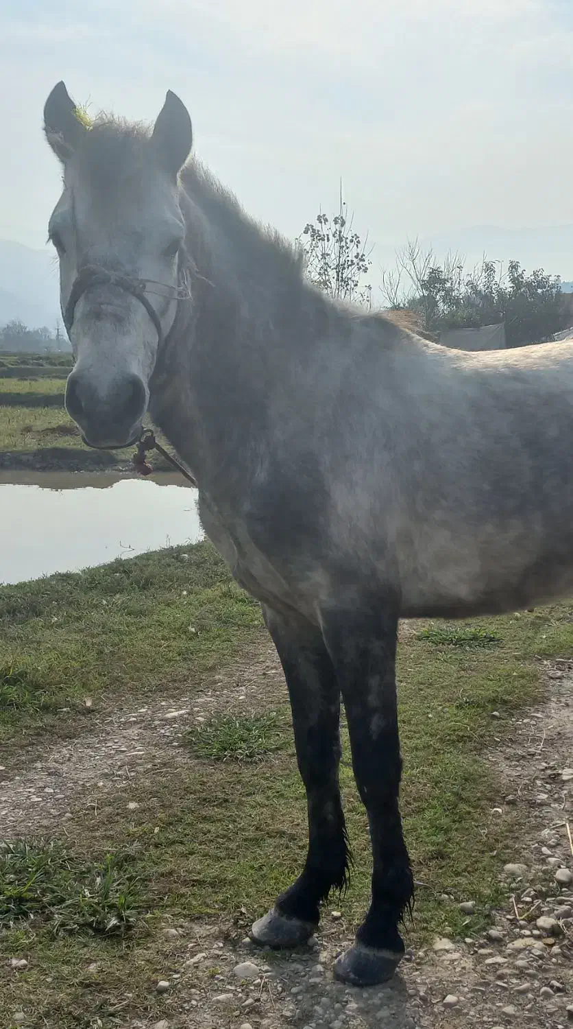 اسب|حیوانات مزرعه|احمدسرگوراب, |دیوار