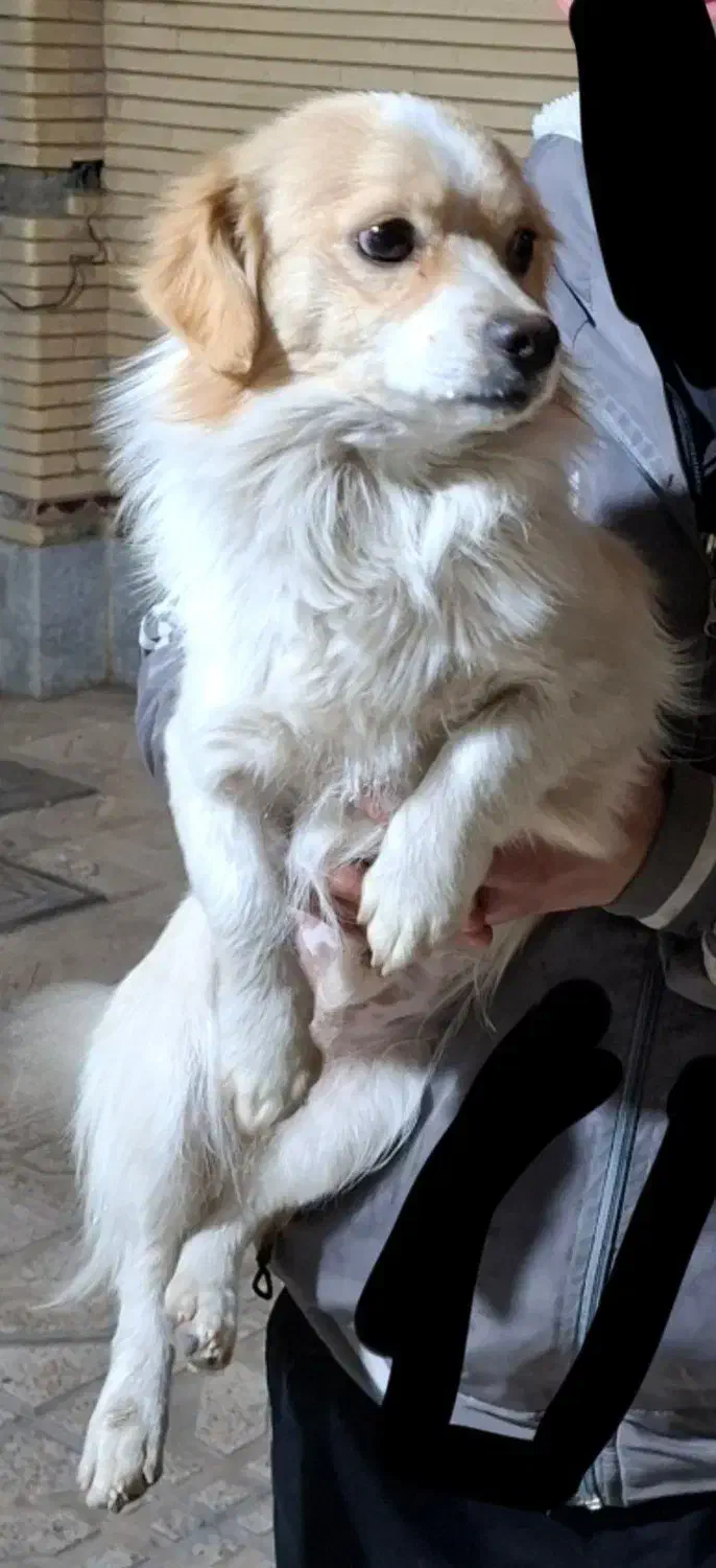 سگ خانگی|سگ|فولادشهر, C1|دیوار