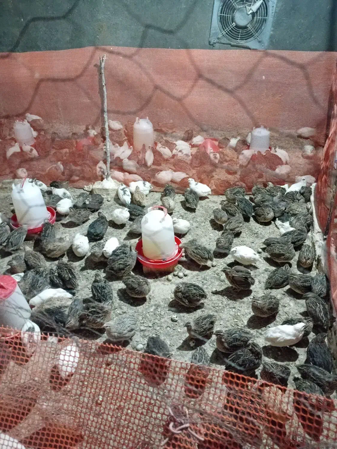 تخم نطفه دار وخوراکی بلدرچین وبلدرچین|حیوانات مزرعه|زاوه, |دیوار