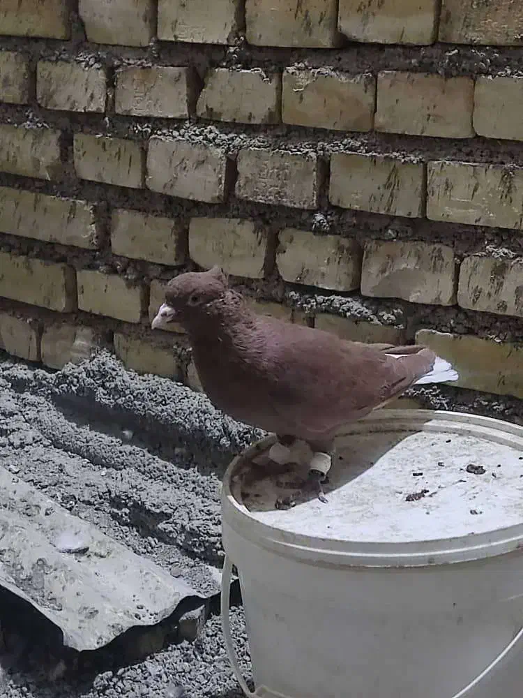 کوت عبدالله|پرنده|کارون, |دیوار