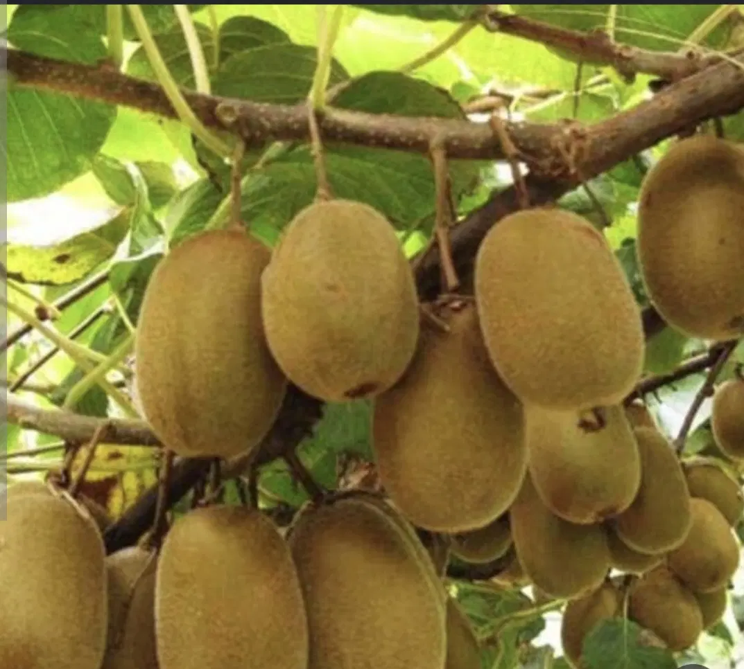 رشد انفجاری درختان میوه و زینتی|خدمات باغبانی و درختکاری|تهران, جردن|دیوار