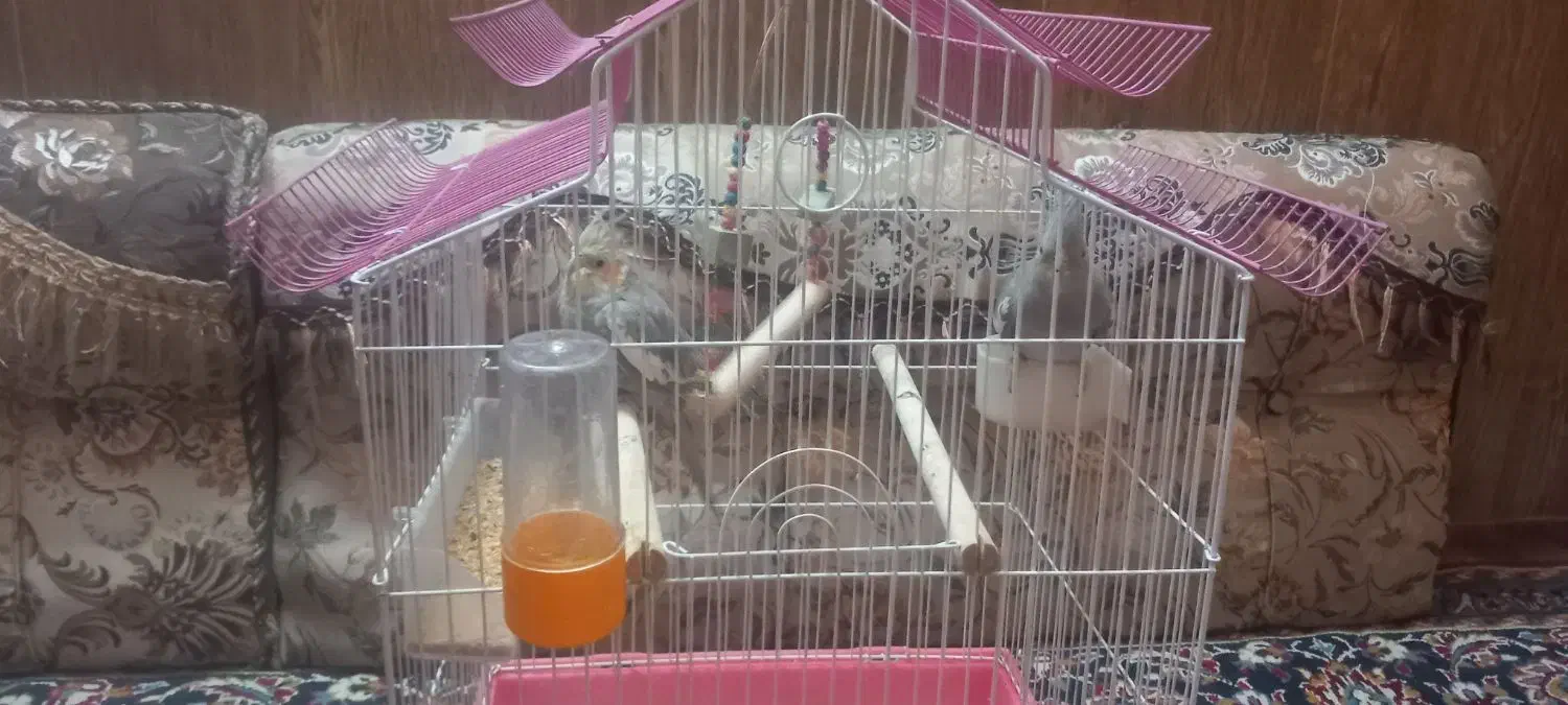 عروس هلندی|پرنده|شیراز, شیخ علی چوپان|دیوار