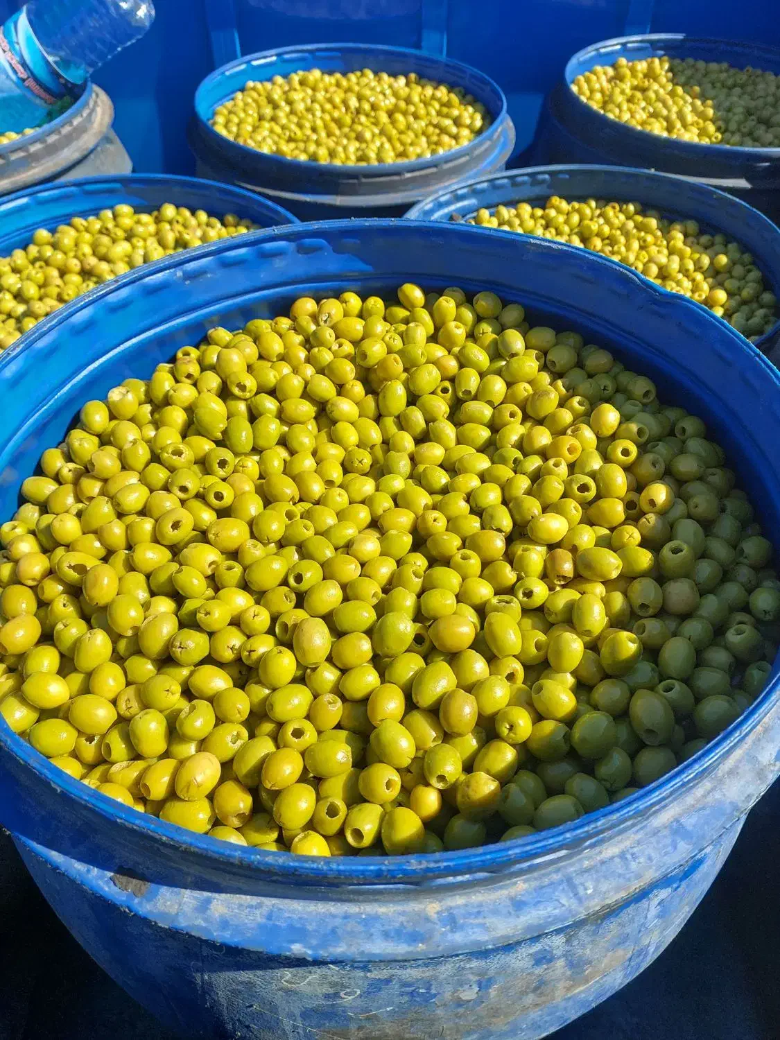 پخش زیتون رودبار و طارم|عمده‌فروشی|رودبار, |دیوار