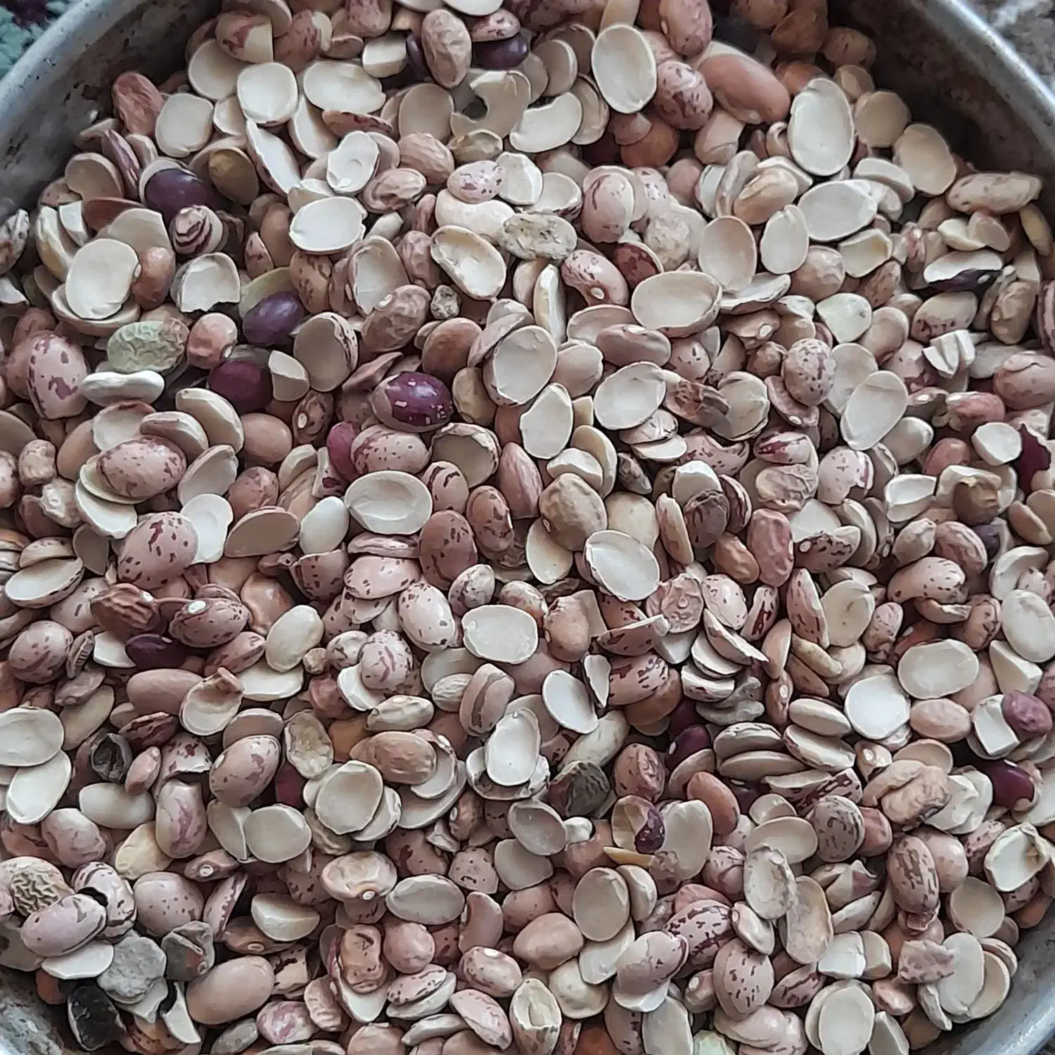 لوبیاچیتی ولپه لوبیا|خوردنی و آشامیدنی|شیراز, شهرک ترکان|دیوار