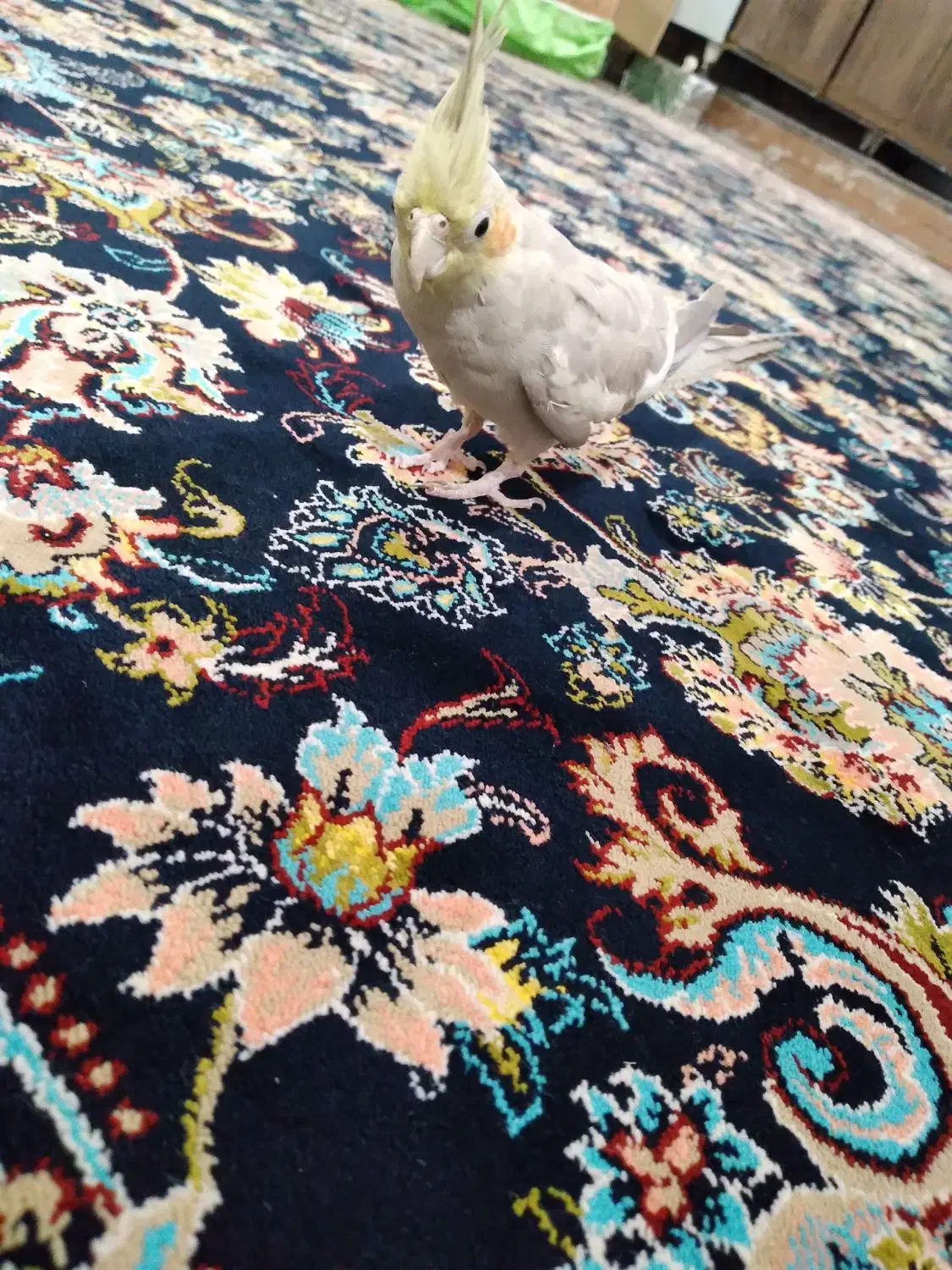 عروس هلندی|پرنده|اندیمشک, |دیوار