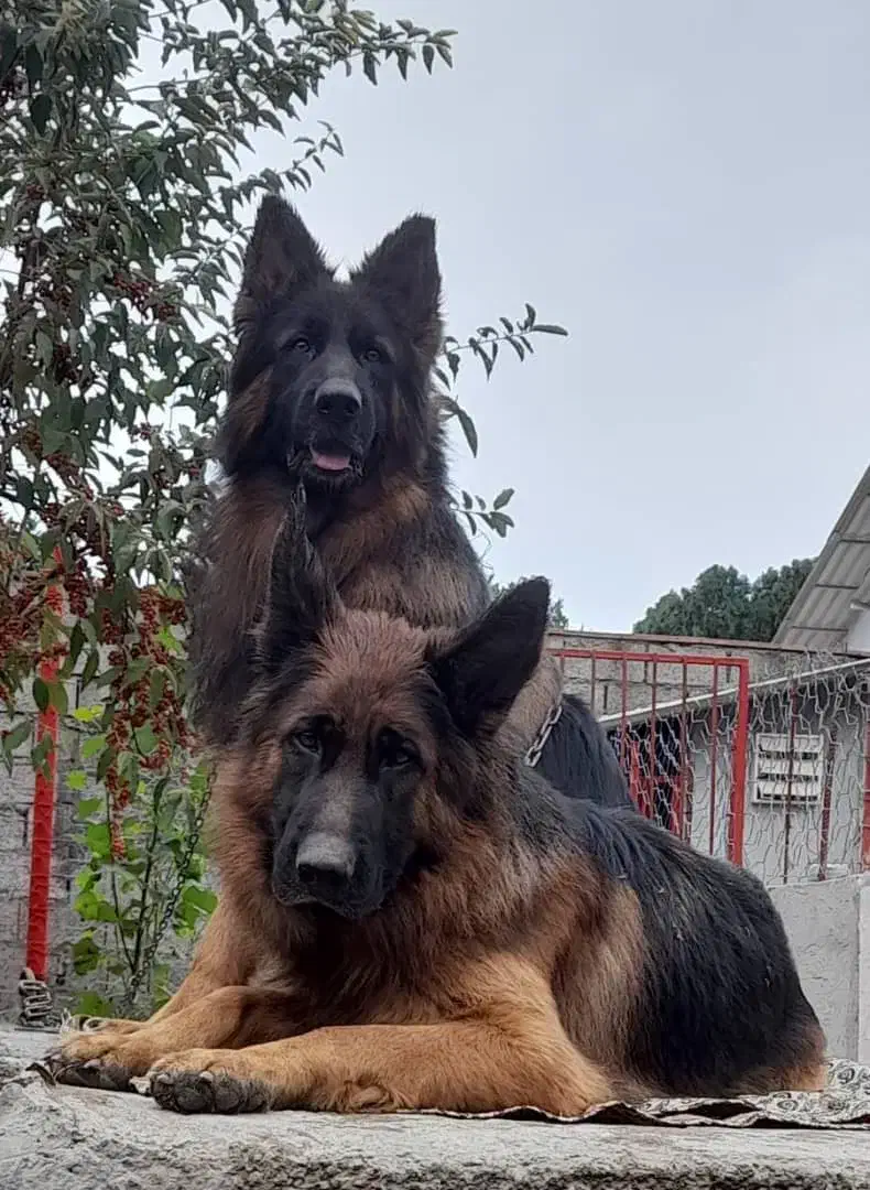 ژرمن شپرد مو بلند بلک فیس|سگ|شاهدشهر, |دیوار