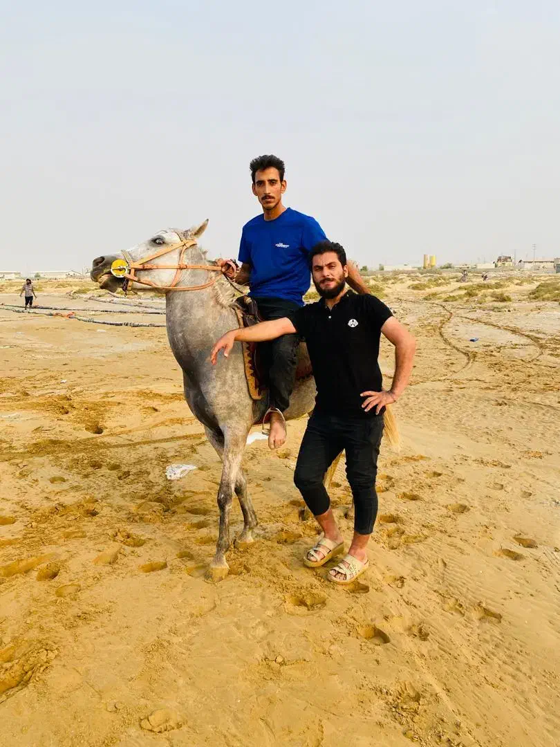 اسب کرد|اسب و تجهیزات اسبسواری|بندر کنگان, |دیوار