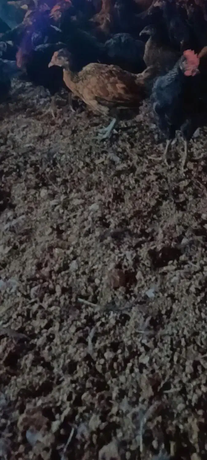 فروش جوجه مرغ و خروس محلی نژاد اصل|حیوانات مزرعه|مرودشت, بیست متری بیمارستان|دیوار