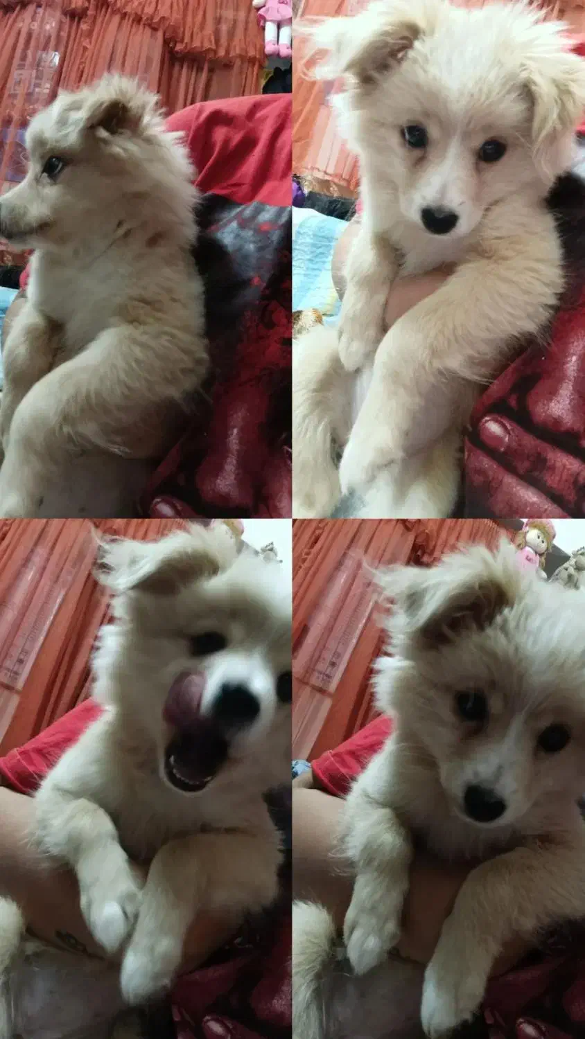 سگ اشتپیز|سگ|بندرعباس, |دیوار