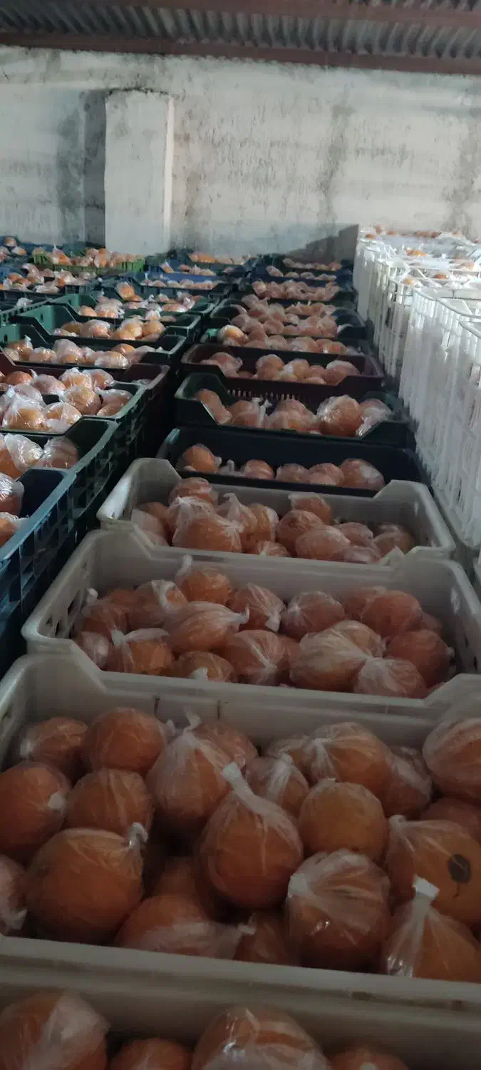 60تن پرتقال تامسون انباری فوق العاده|حراج|قائم‌شهر, |دیوار