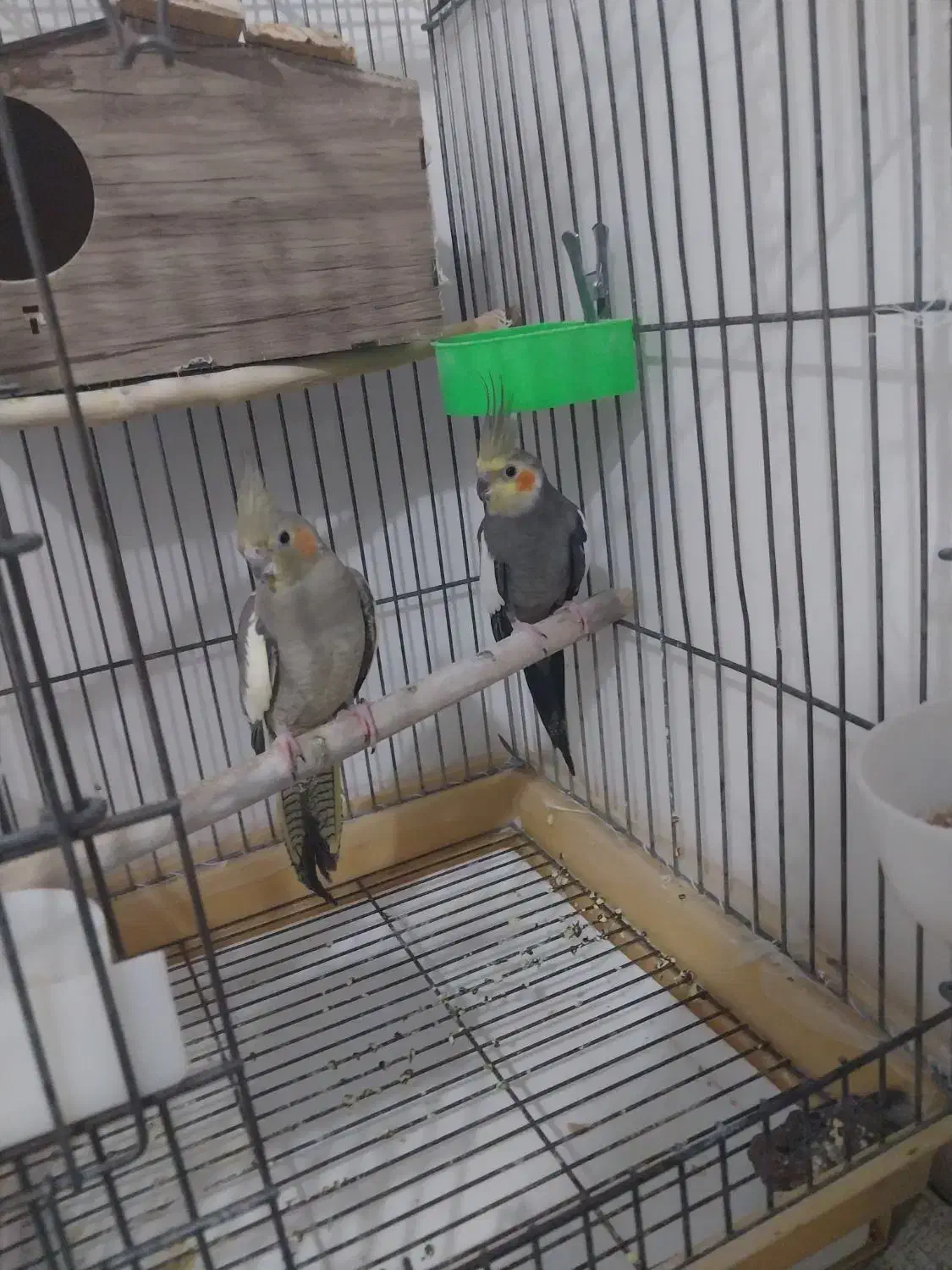 جفت عروس هلندی مولد وسخنگو|پرنده|بومهن, |دیوار