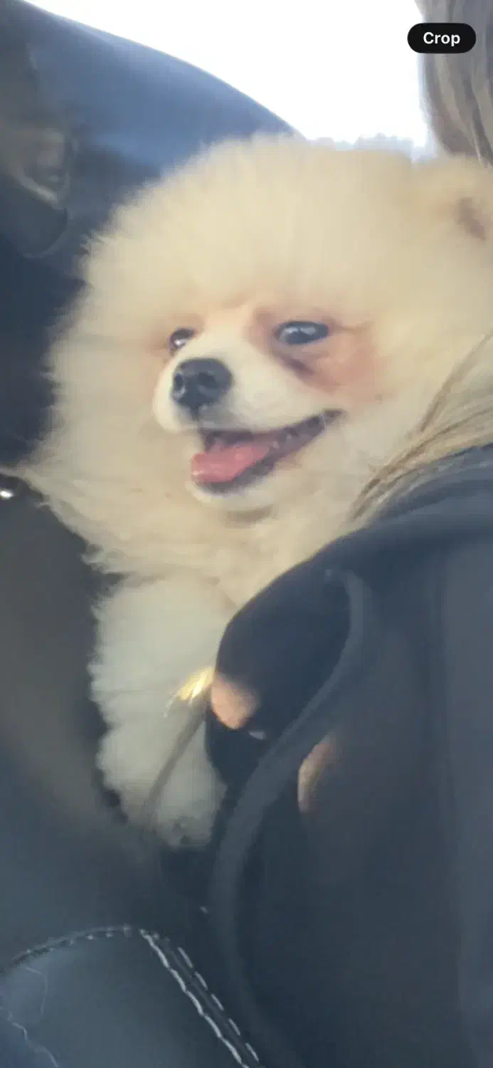 سگ پامر خرسی|سگ|قزوین, |دیوار