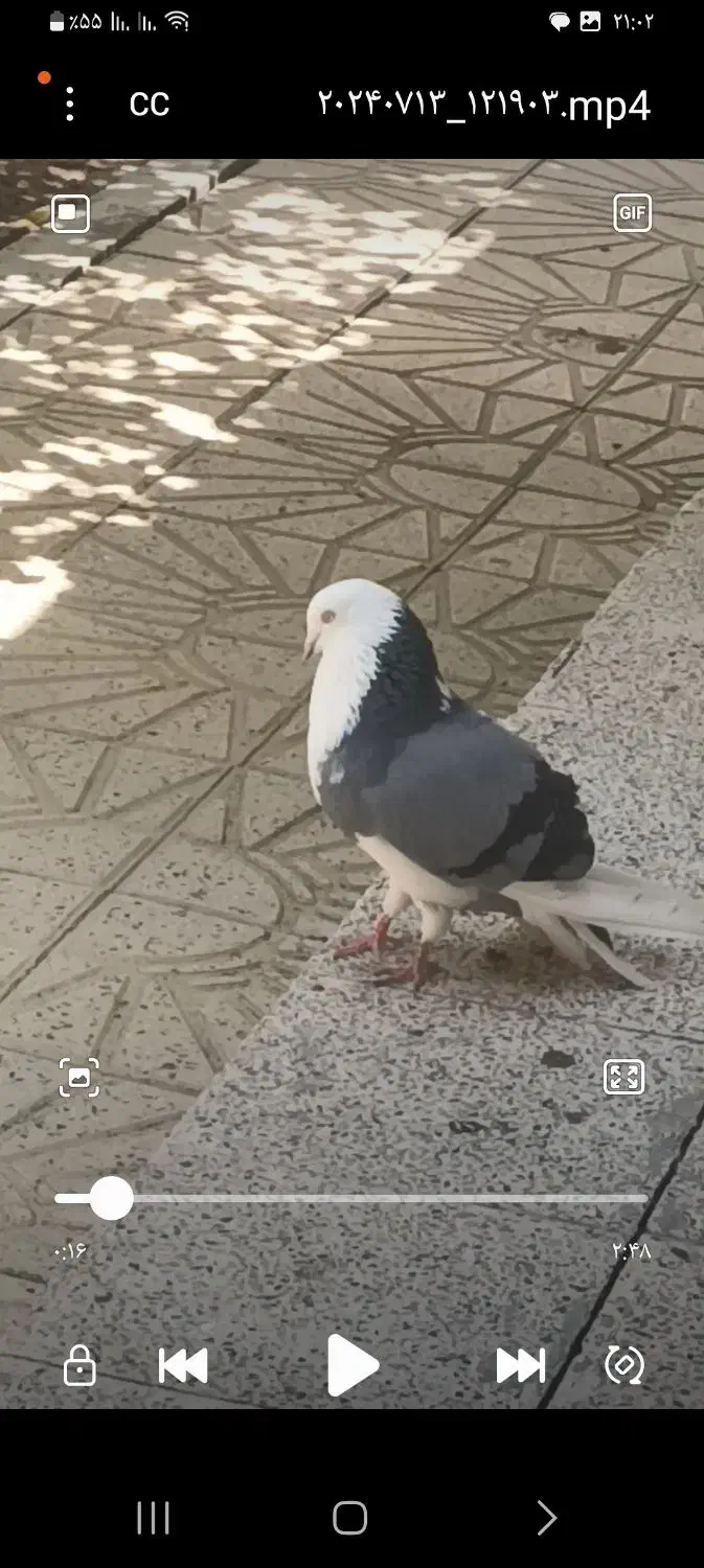 کبوتر گمشده|حیوانات|بهار, |دیوار