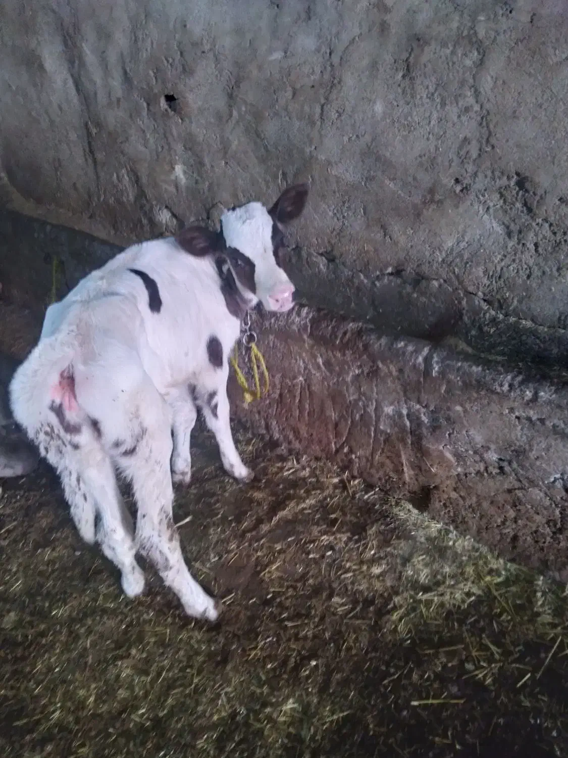 گوساله ۱۵ روزه شیر خوار ماده|حیوانات مزرعه|ارشق, |دیوار