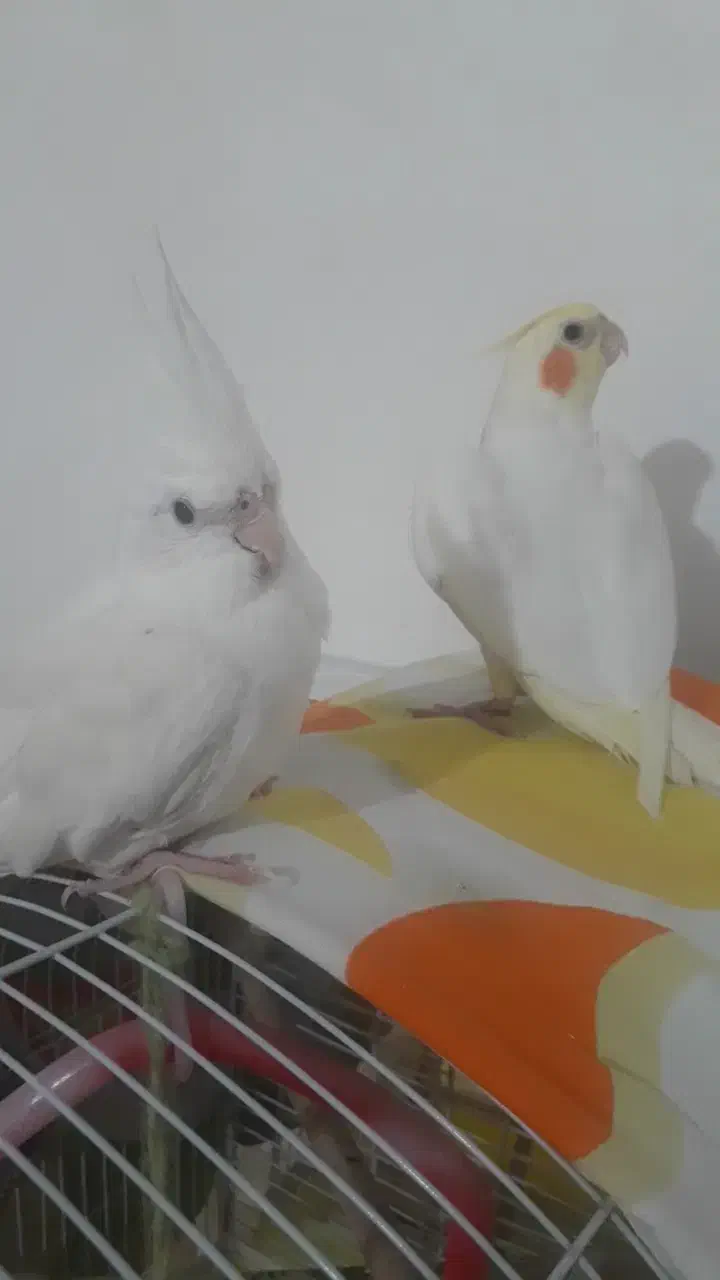 2تا فرشته بسیار زیبا،باهوش و سخنگو|پرنده|فومن, |دیوار