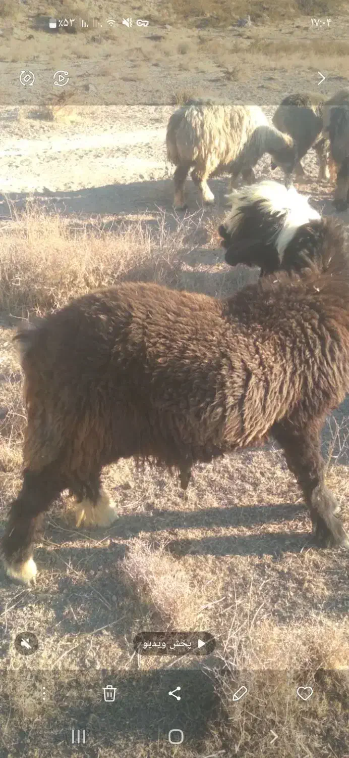 بره قوچی همچی تمام گوش دولا|حیوانات مزرعه|شیراز, فرهنگ شهر|دیوار