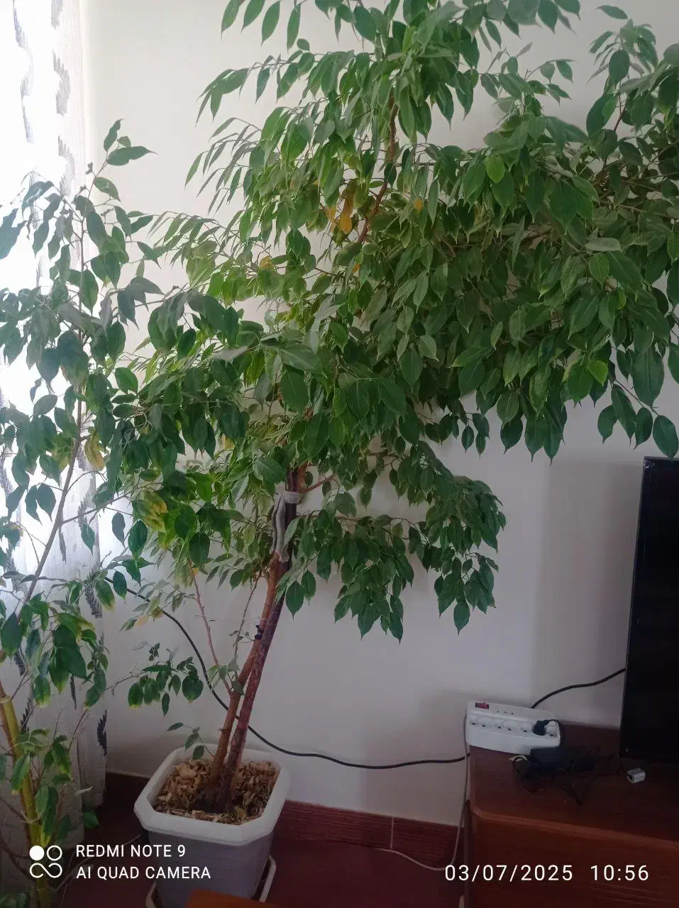 گل بنجامین کاملا سالم|گل و گیاه طبیعی|نقده, |دیوار