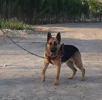 ژرمن ورک|سگ|قلعه نو, |دیوار