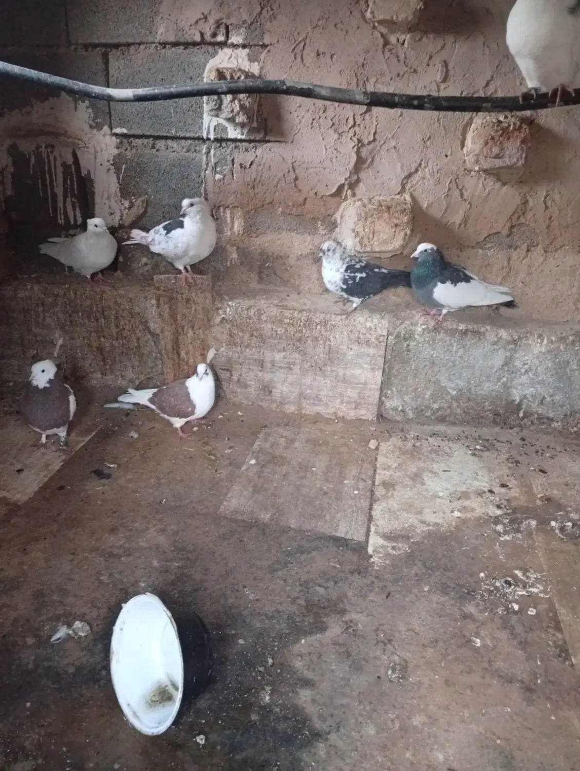 کبوتر|پرنده|گناباد, |دیوار