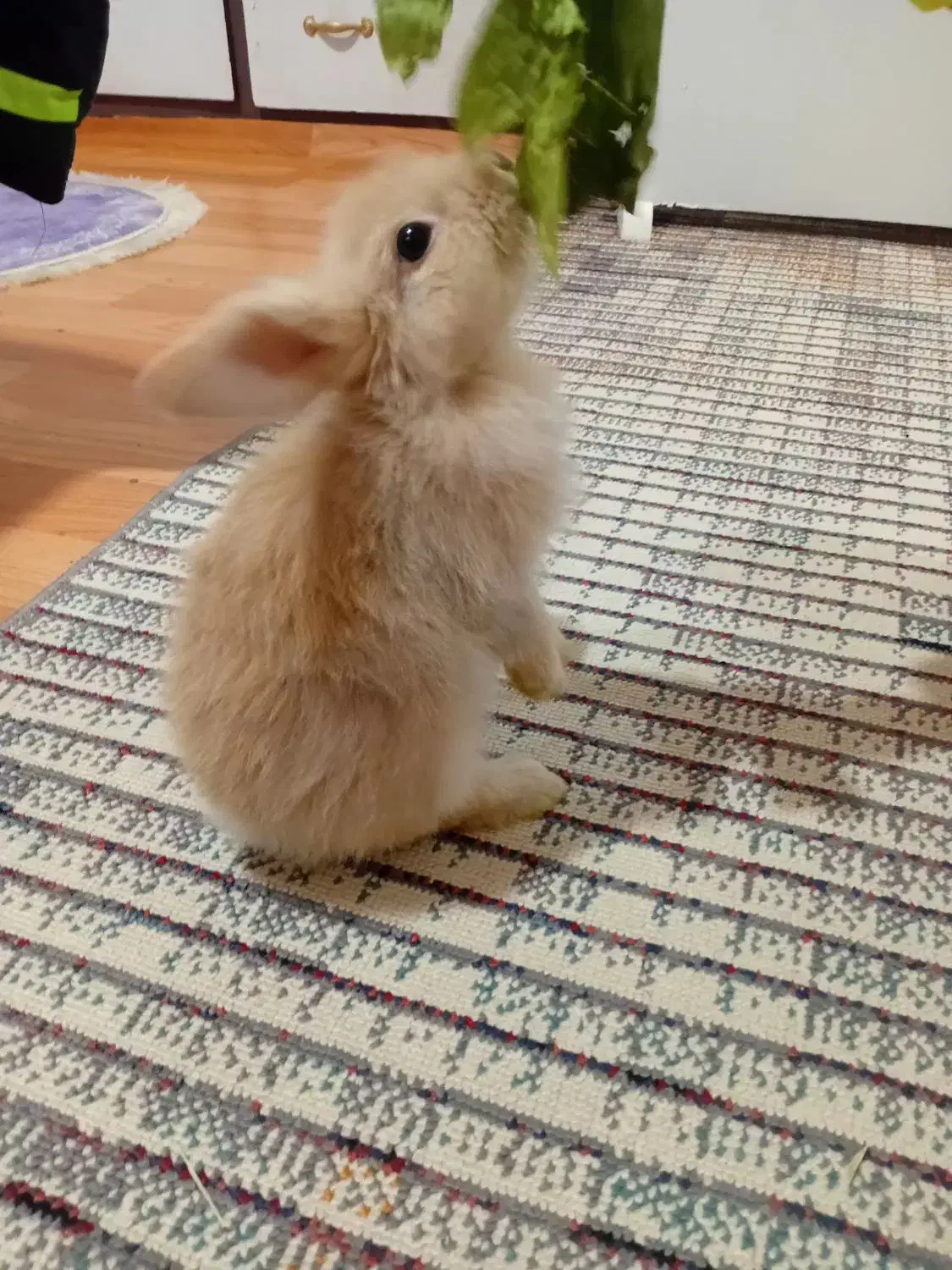 خرگوش نیمه لوپ|موش و خرگوش|قائمشهر, |دیوار