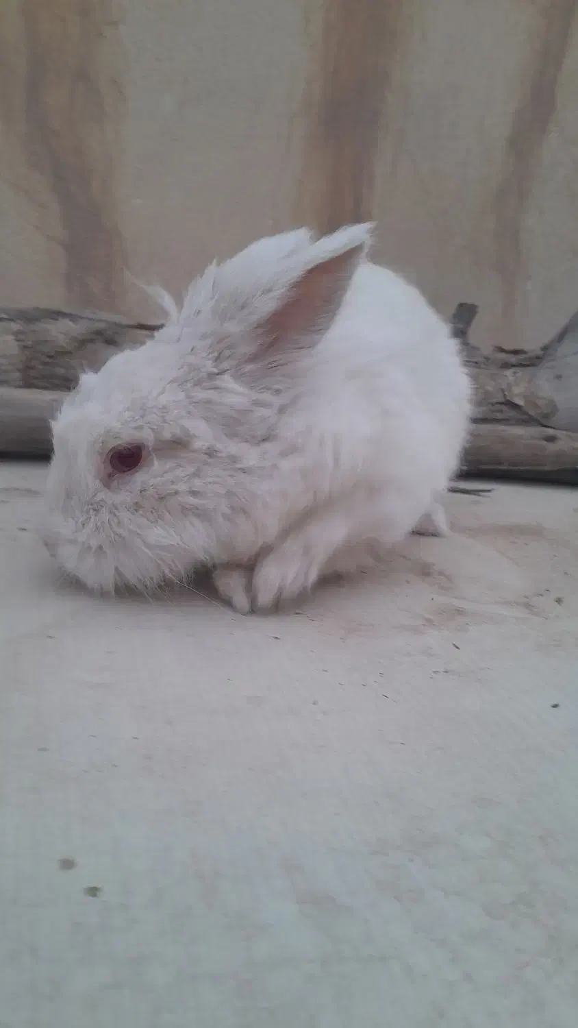 خرگوش سفید|موش و خرگوش|پیشوا, |دیوار