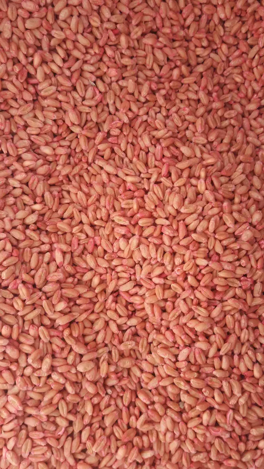 گندم پیشگام و اذر۲ بذری .جو سرارود|عمدهفروشی|ماهیدشت, |دیوار