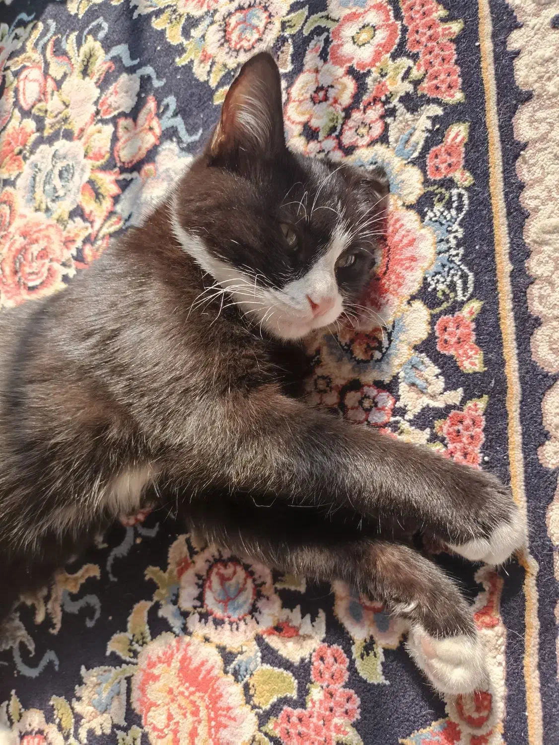 سه تا گربه ی پنج ماهه|گربه|نور, |دیوار