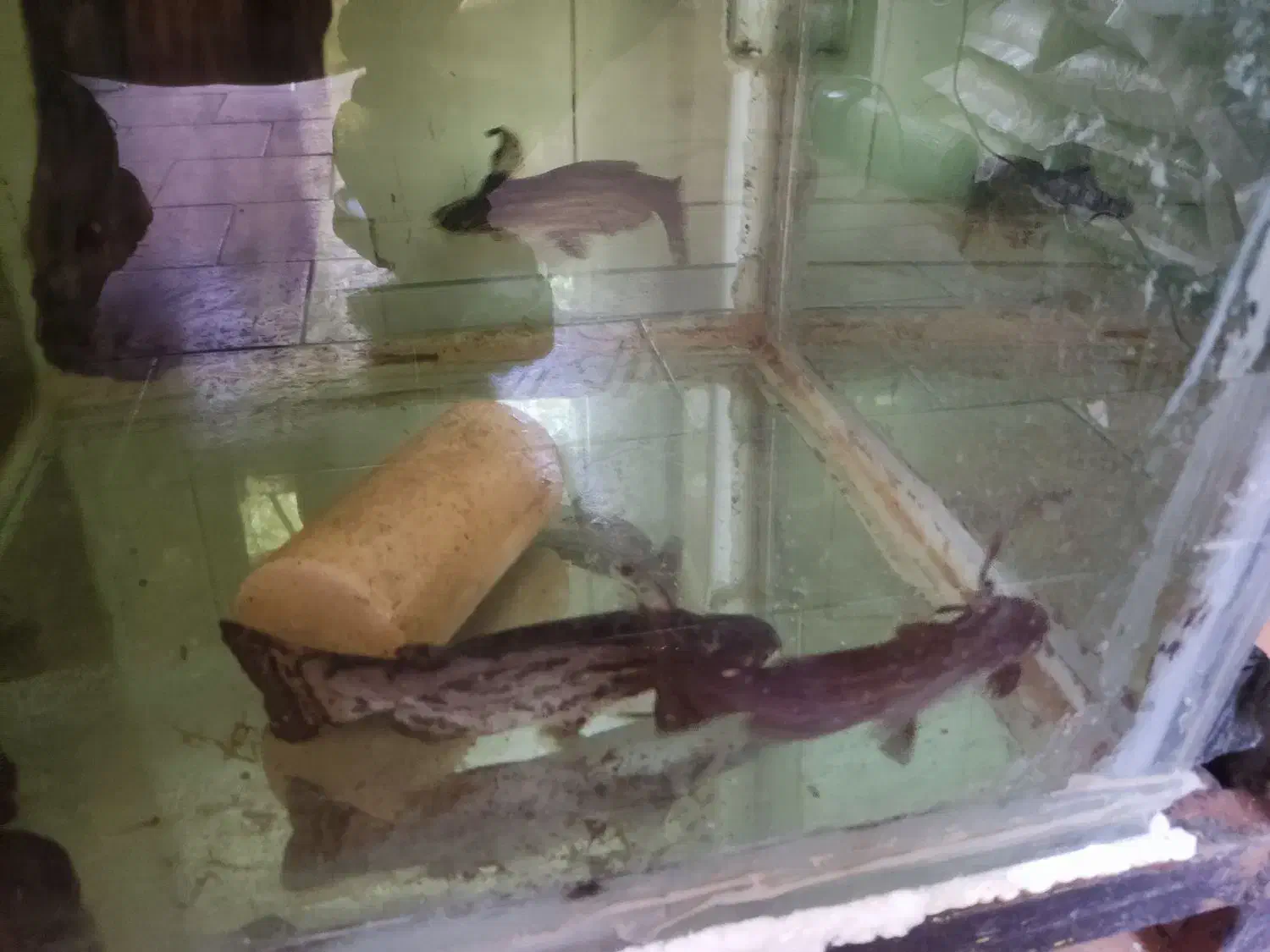 ماهی کت چوبی|ماهی|کرمانشاه, |دیوار