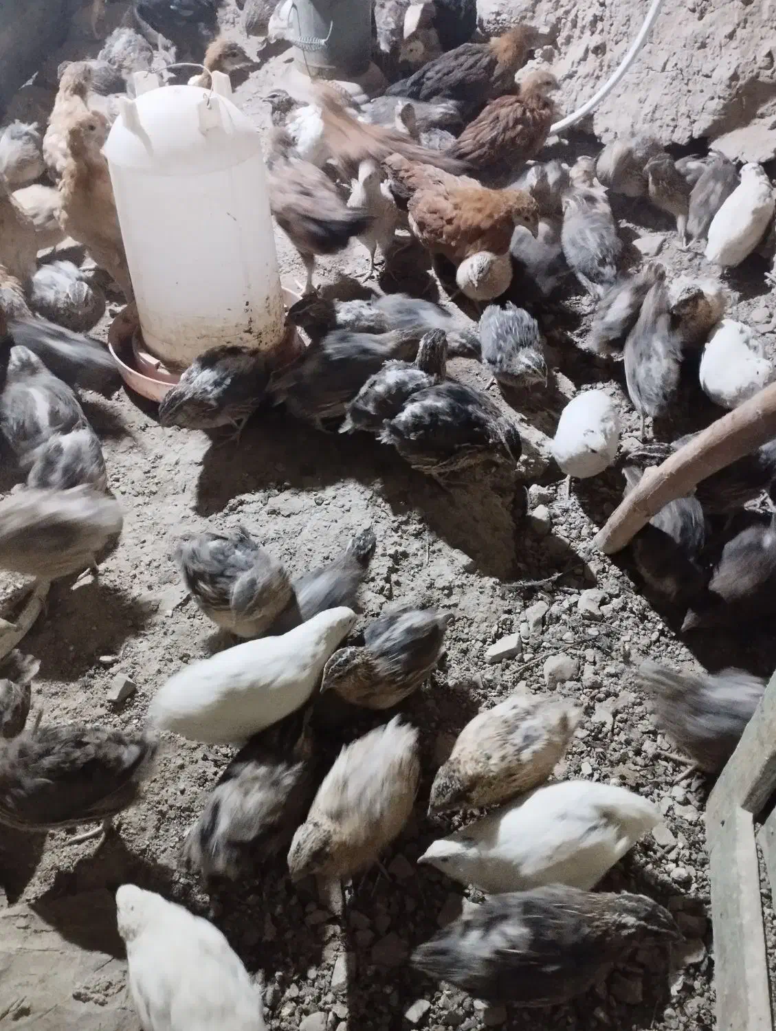 بلدرچین بزرگ و جوجه مرغ|پرنده|درمیان, |دیوار