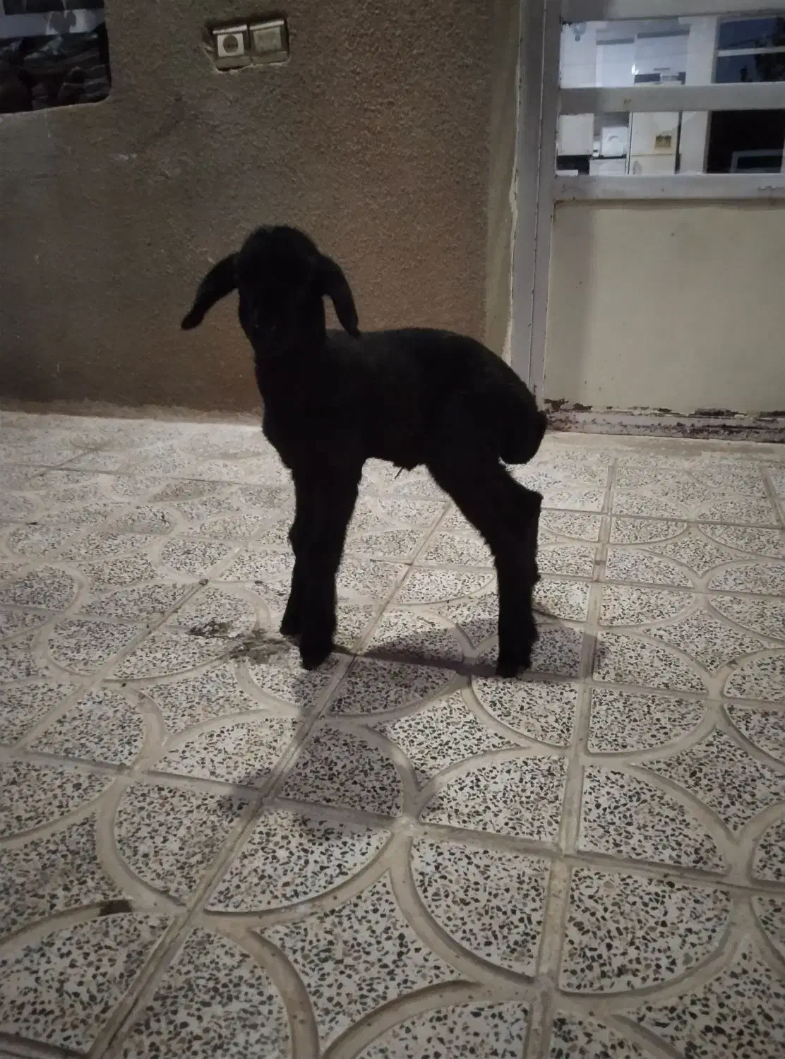 بره|حیوانات مزرعه|کوهدشت, |دیوار