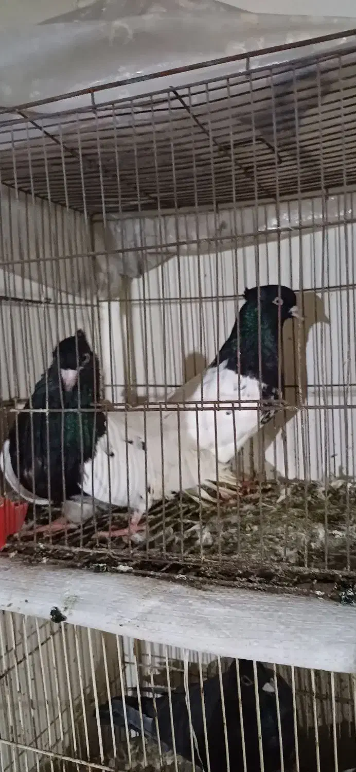 کبوتر کله|پرنده|گرگان, |دیوار