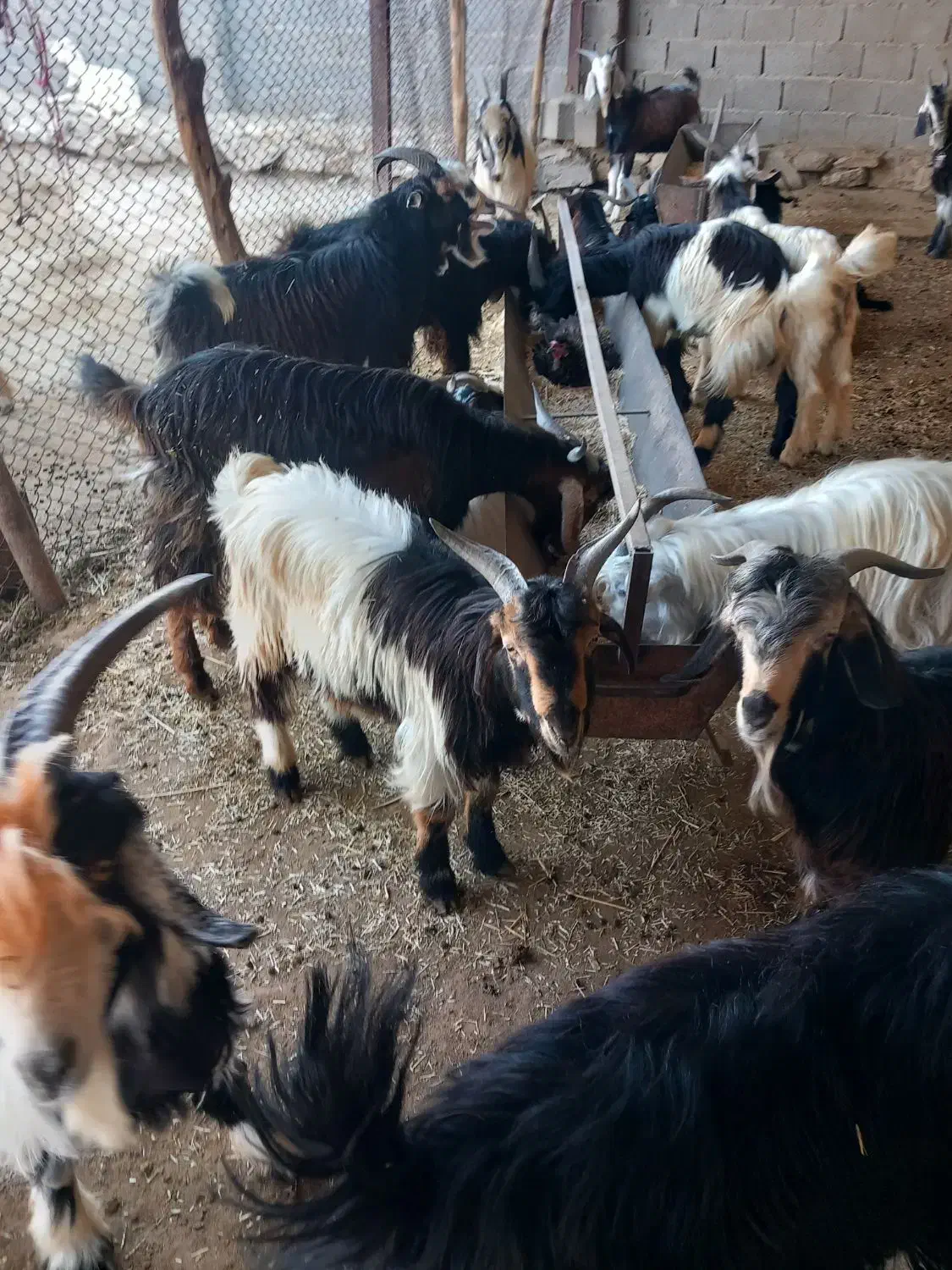 کهره نر|حیوانات مزرعه|بندر گناوه, |دیوار