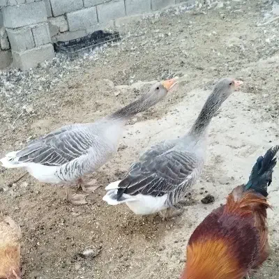 غاز|حیوانات مزرعه|مشهد, رباط طرق|دیوار