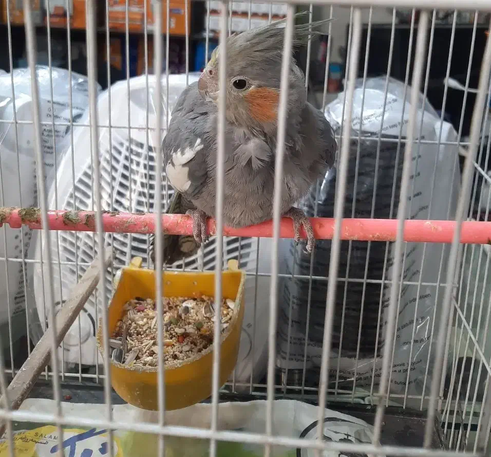 عروس هلندی|پرنده|مشهد, چهارچشمه|دیوار