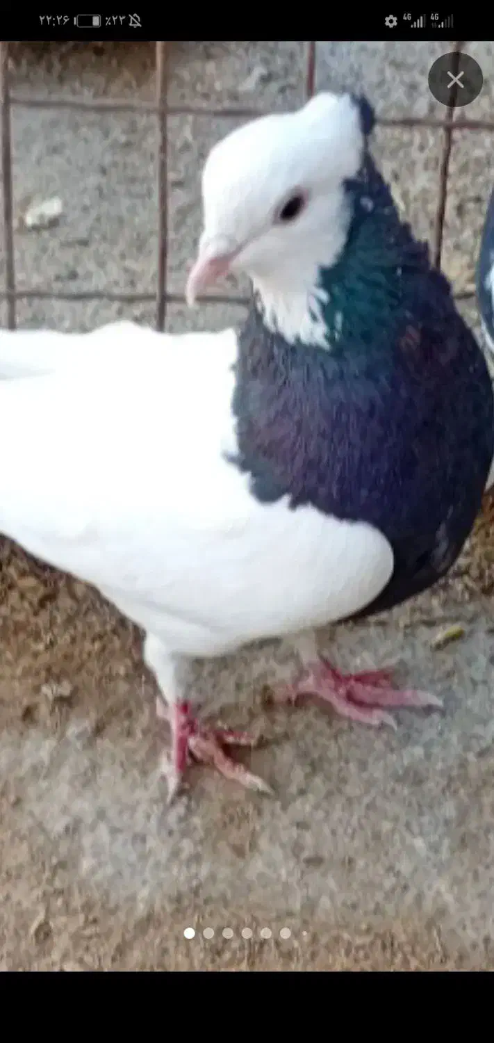 طوقی سیاه|حیوانات|نیشابور, مازول|دیوار