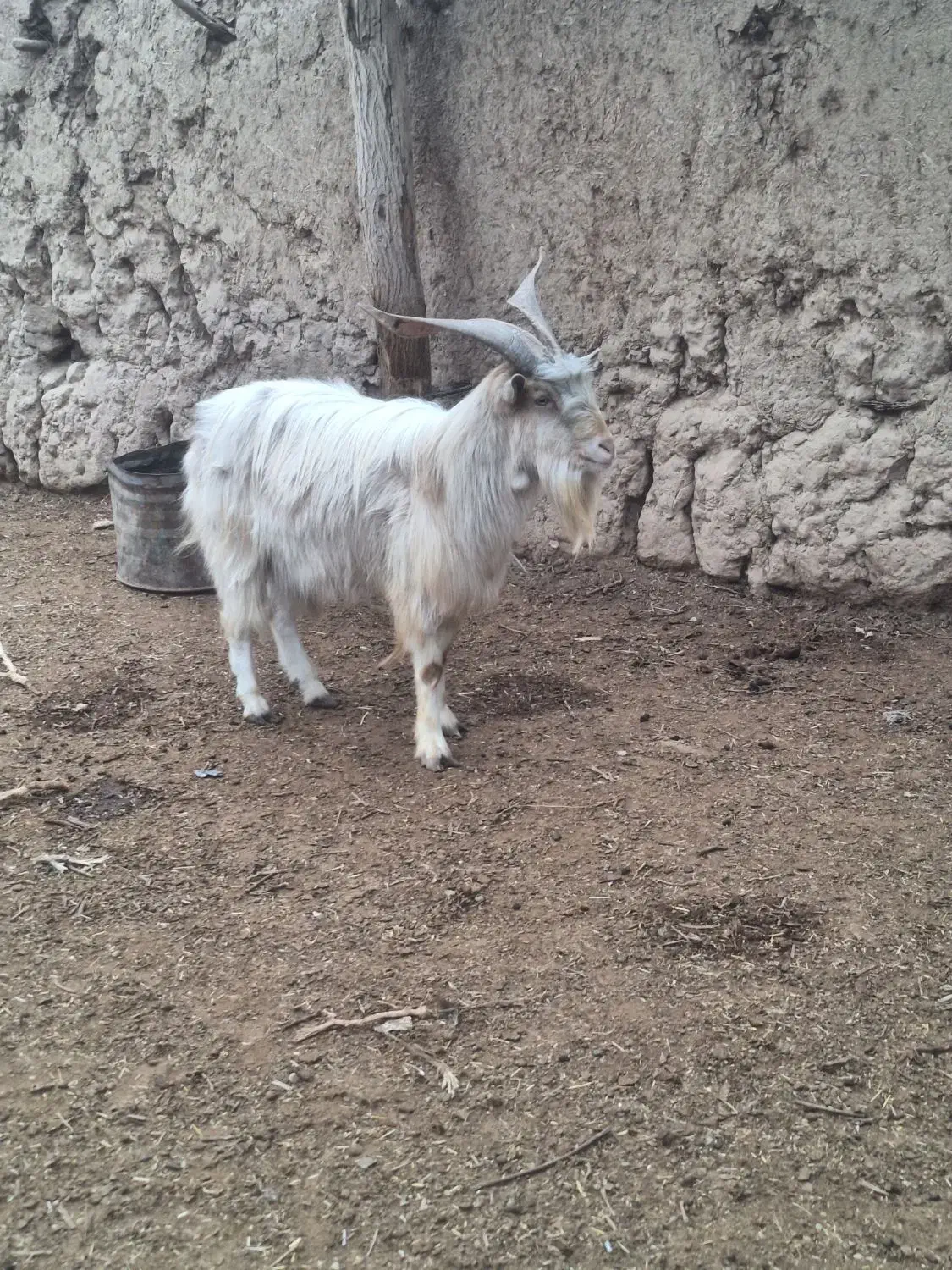 فروش نره بزغاله سانن|حیوانات مزرعه|شاهرود, |دیوار