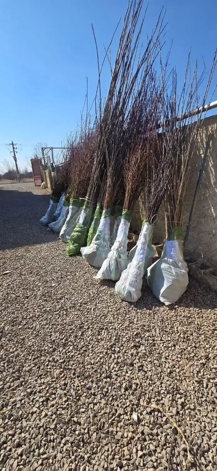 نهال بادام پربار مناسب مناطق سرد و گرم|خدمات باغبانی و درختکاری|روانسر, |دیوار