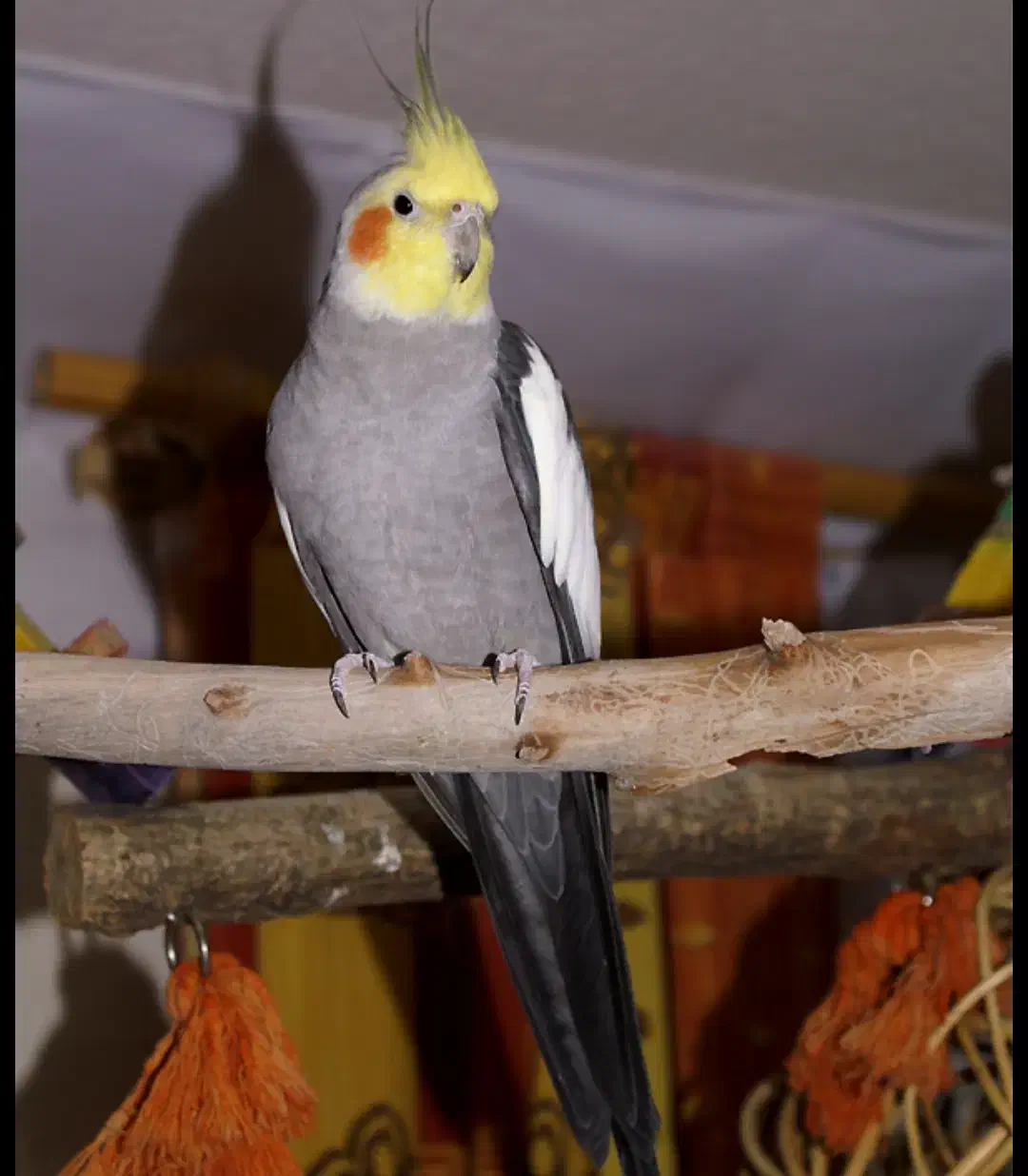 عروس هلندی|پرنده|دره شهر, |دیوار