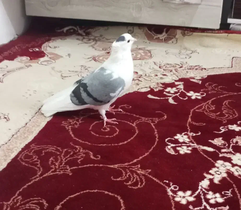 کبوترپشتی بالغ ماده|پرنده|مشهد, شهید علی محمدی|دیوار