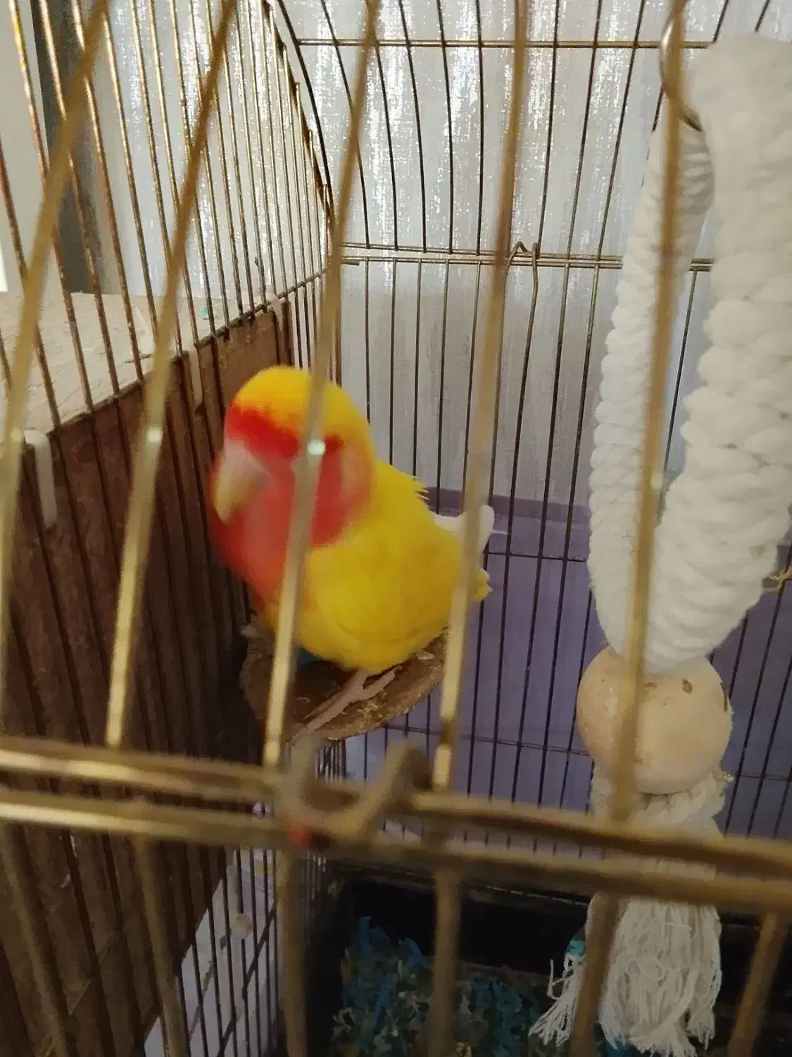 طوطی برزیلی ماده بالغ|پرنده|تهران, گلستان (شهرک راه آهن)|دیوار