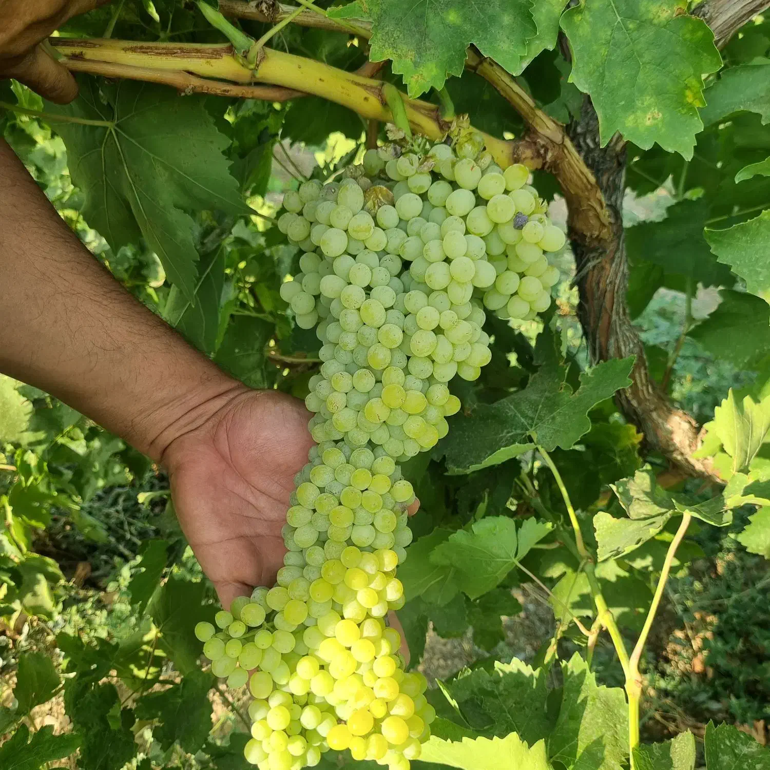 باغ|فروش دفتر صنعتی، کشاورزی، تجاری|ملایر, |دیوار