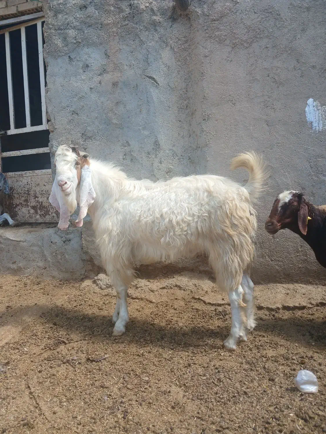 نربز پاکستانی ۴دندان|حیوانات مزرعه|آشخانه, |دیوار