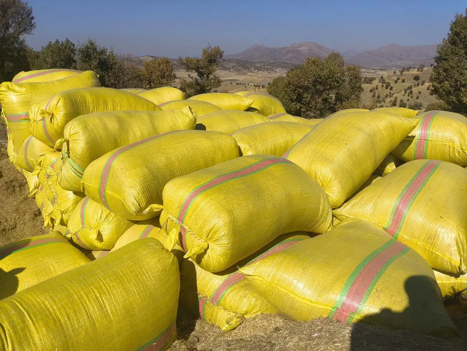 کاه گندم|خدمات باغبانی و درختکاری|ننور, |دیوار